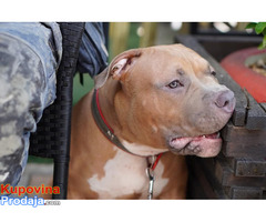 American Bully Pocket / Standard - Fotografija 2/10