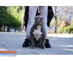 American Bully Pocket / Standard - Fotografija 3/10