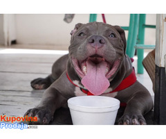 American Bully Pocket / Standard - Fotografija 4/10