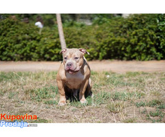 American Bully Pocket / Standard - Fotografija 5/10