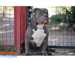 American Bully Pocket / Standard - Fotografija 6/10