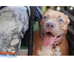 American Bully Pocket / Standard - Fotografija 7/10