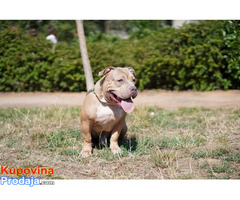 American Bully Pocket / Standard - Fotografija 8/10