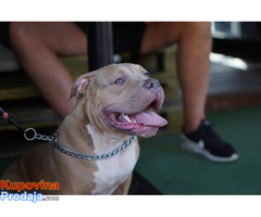 American Bully Pocket / Standard - Fotografija 9/10