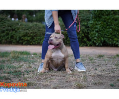 American Bully Pocket / Standard - Fotografija 10/10