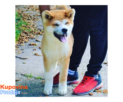 akita inu - Fotografija 1/3