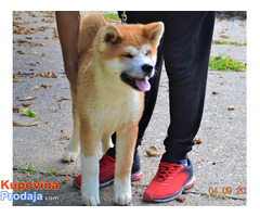 akita inu - Fotografija 2/3