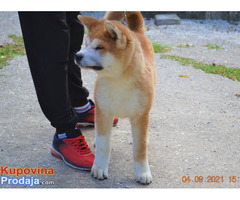 akita inu - Fotografija 3/3