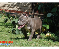 American bully - Fotografija 8/9