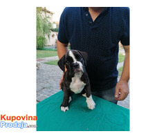 Nemački boxer, žensko štene - Fotografija 3/5