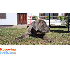 Cane Corso stenci - Fotografija 1/8