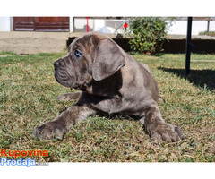 Cane Corso stenci - Fotografija 3/8