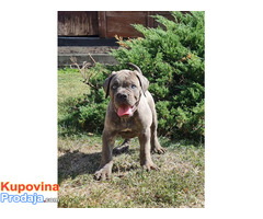 Cane Corso stenci - Fotografija 4/8