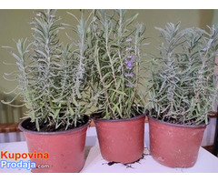 Lavanda, dvogodišnje sadnice