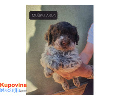 Štenci LAGOTTO ROMAGNOLO - Fotografija 5/10