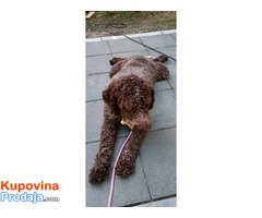 Štenci LAGOTTO ROMAGNOLO - Fotografija 7/10