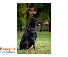 Doberman - Fotografija 1/4