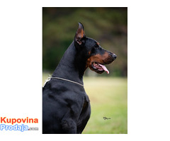 Doberman - Fotografija 2/4