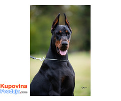 Doberman - Fotografija 3/4