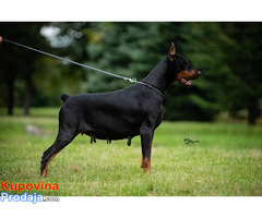 Doberman - Fotografija 4/4