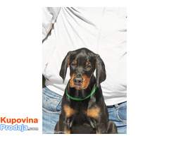 Doberman štenci - Fotografija 3/10