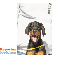 Doberman štenci - Fotografija 6/10