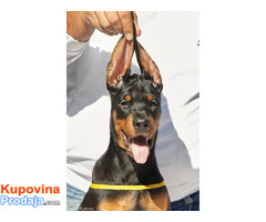 Doberman štenci - Fotografija 7/10