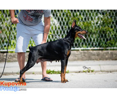 Doberman štenci - Fotografija 9/10