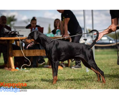 Doberman štenci - Fotografija 10/10