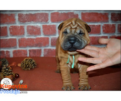 Shar Pei - Fotografija 1/10