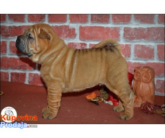 Shar Pei - Fotografija 2/10