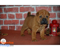 Shar Pei - Fotografija 3/10