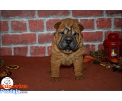 Shar Pei - Fotografija 4/10