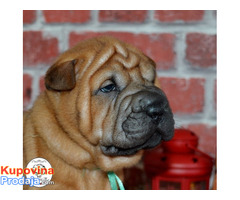 Shar Pei - Fotografija 5/10