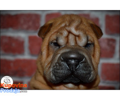 Shar Pei - Fotografija 6/10