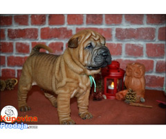 Shar Pei - Fotografija 7/10