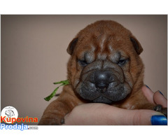 Shar Pei - Fotografija 8/10