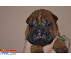 Shar Pei - Fotografija 9/10