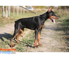 Doberman ženka - Fotografija 1/7