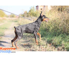 Doberman ženka - Fotografija 2/7