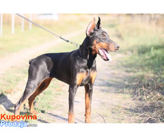 Doberman ženka - Fotografija 4/7