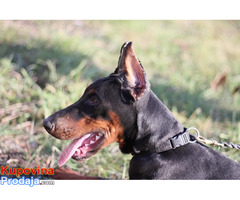 Doberman ženka - Fotografija 5/7