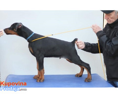 Štenci DOBERMANA Štenci DOBERMANA