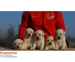 Labrador retriver - Fotografija 6/10