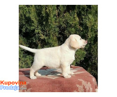 Štenci labrador retrivera - Fotografija 1/6