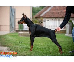 Doberman, mlada kuja - Fotografija 1/2