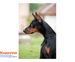 Doberman, mlada kuja - Fotografija 2/2