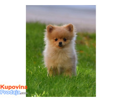 Pomeranac muško štene Pomeranac muško štene