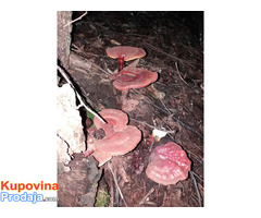 Ganoderma lucidum reishi gljiva - Fotografija 1/4