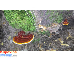 Ganoderma lucidum reishi gljiva - Fotografija 3/4